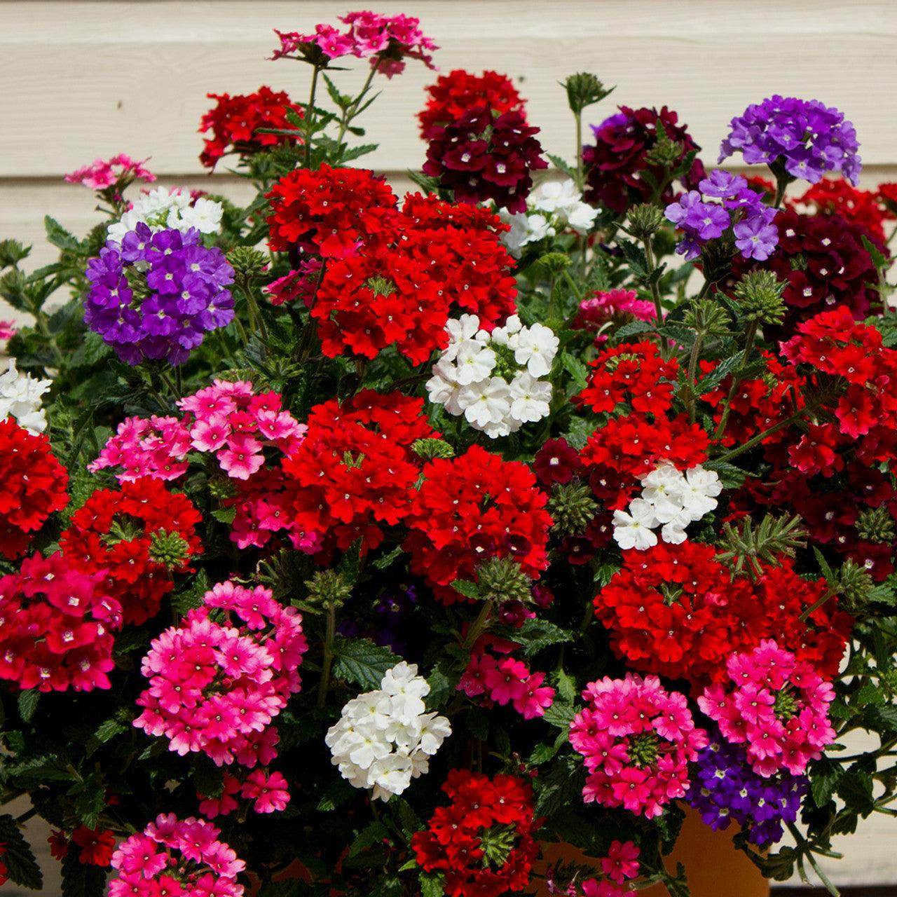 Verbena Idle Florist Mix (Garden Festival's) - Farmers Stop