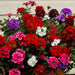 Verbena Idle Florist Mix (Garden Festival's) - Farmers Stop