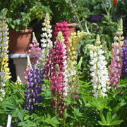 Lupin Hartwegii Pixii Mix (Garden Festival's) - Farmers Stop