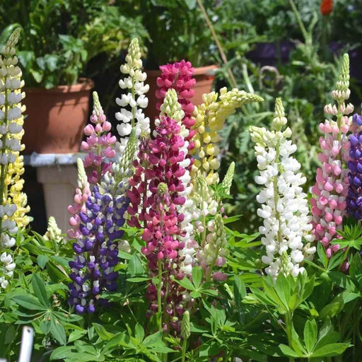 Lupin Hartwegii Pixii Mix (Garden Festival's) - Farmers Stop