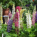 Lupin Hartwegii Pixii Mix (Garden Festival's) - Farmers Stop