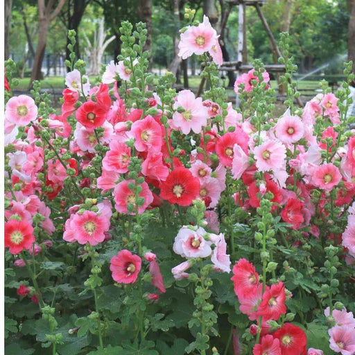Hollyhock Double Dwarf Winter (Garden Festival) - Farmers Stop