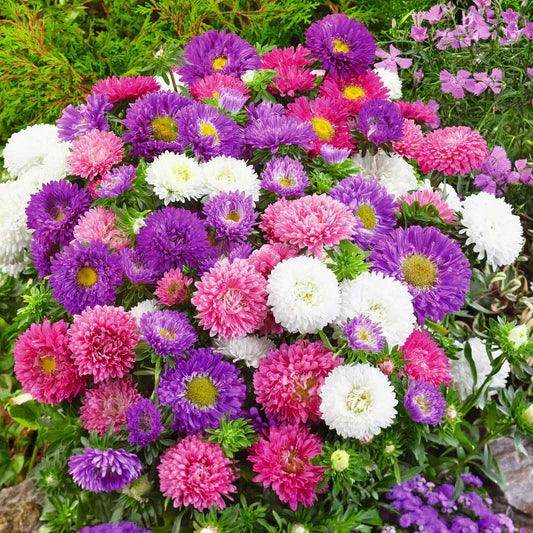 Aster Formula Mix - Callistephus Seeds (Garden Festival) - Farmers Stop