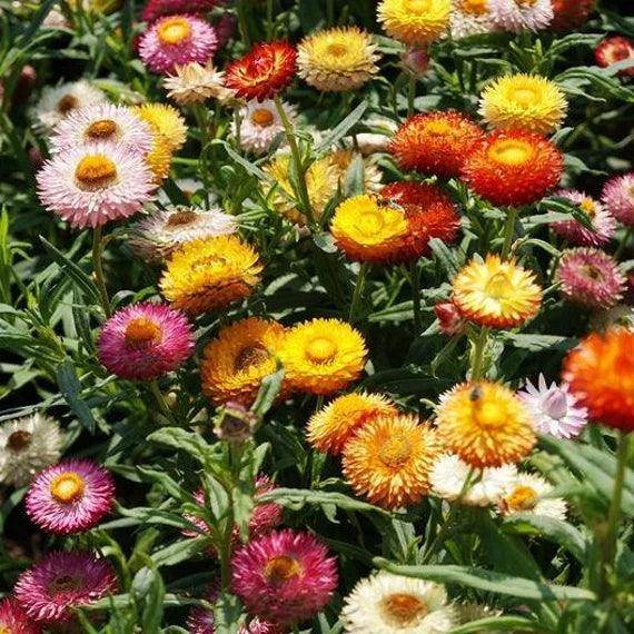 paper flower plant seeds Grow Colorful and Low-Maintenance Paper Flowers - Helichrysum Mix