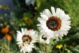 Venedium Fastuosum - Orange & White Mix (Garden Festival) - Farmers Stop
