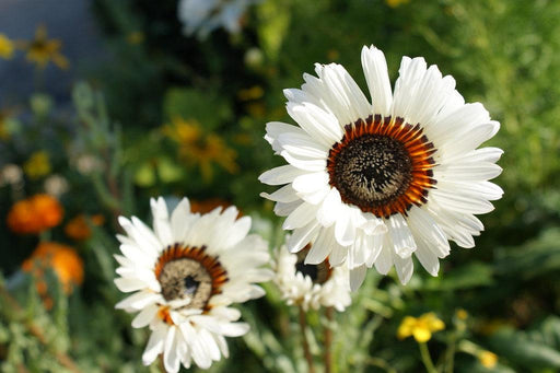 Venedium Fastuosum - Orange & White Mix (Garden Festival) - Farmers Stop