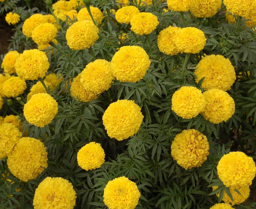 kolkata marigold seeds Yellow Bunch Kolkata Type Marigold Seeds - Beautiful and High Yield