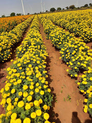 SUNNY YELLOW F1 HYBRID MARIGOLD (INDUS SEEDS) - Farmers Stop