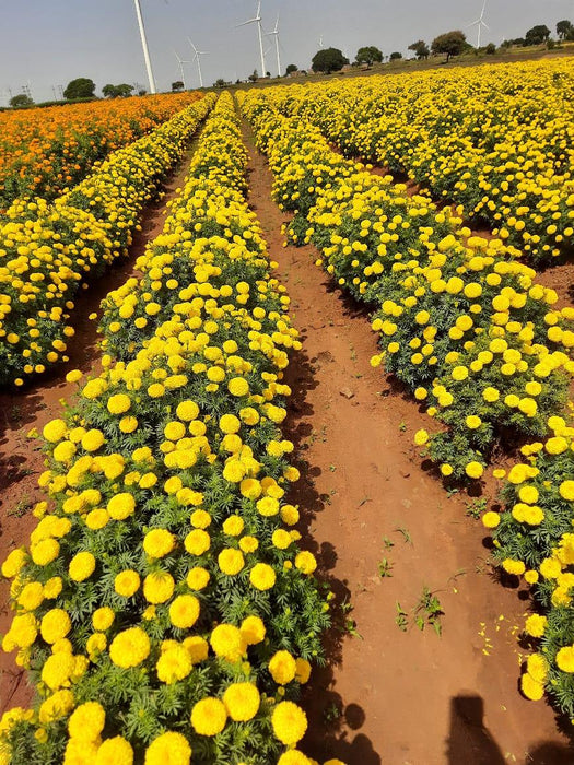 SUNNY YELLOW F1 HYBRID MARIGOLD (INDUS SEEDS) - Farmers Stop
