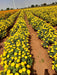 SUNNY YELLOW F1 HYBRID MARIGOLD (INDUS SEEDS) - Farmers Stop