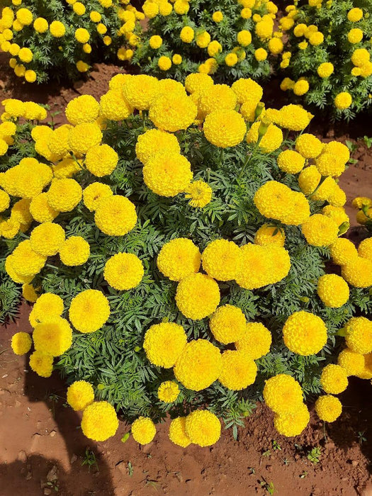 SUNNY YELLOW F1 HYBRID MARIGOLD (INDUS SEEDS) - Farmers Stop