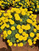 SUNNY YELLOW F1 HYBRID MARIGOLD (INDUS SEEDS) - Farmers Stop