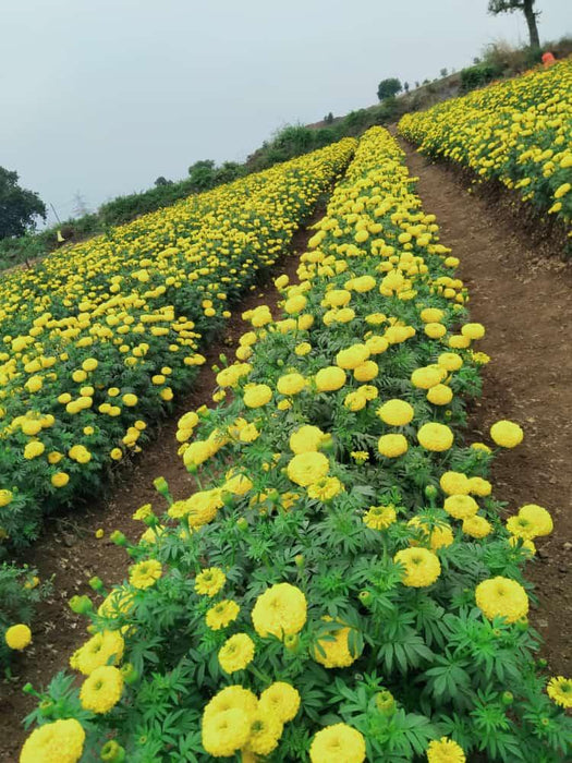 SUNNY YELLOW F1 HYBRID MARIGOLD (INDUS SEEDS) - Farmers Stop