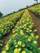 SUNNY YELLOW F1 HYBRID MARIGOLD (INDUS SEEDS) - Farmers Stop