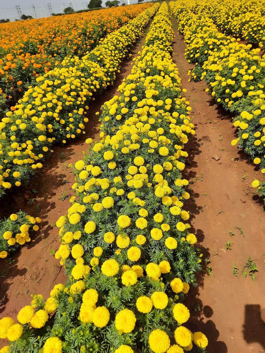 SUNNY YELLOW F1 HYBRID MARIGOLD (INDUS SEEDS) - Farmers Stop