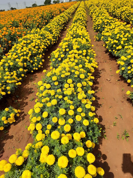 SUNNY YELLOW F1 HYBRID MARIGOLD (INDUS SEEDS) - Farmers Stop