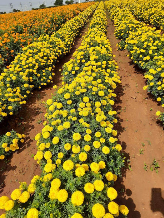 indus seeds marigold SUNNY YELLOW F1 HYBRID MARIGOLD (INDUS SEEDS)