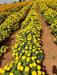 SUNNY YELLOW F1 HYBRID MARIGOLD (INDUS SEEDS) - Farmers Stop