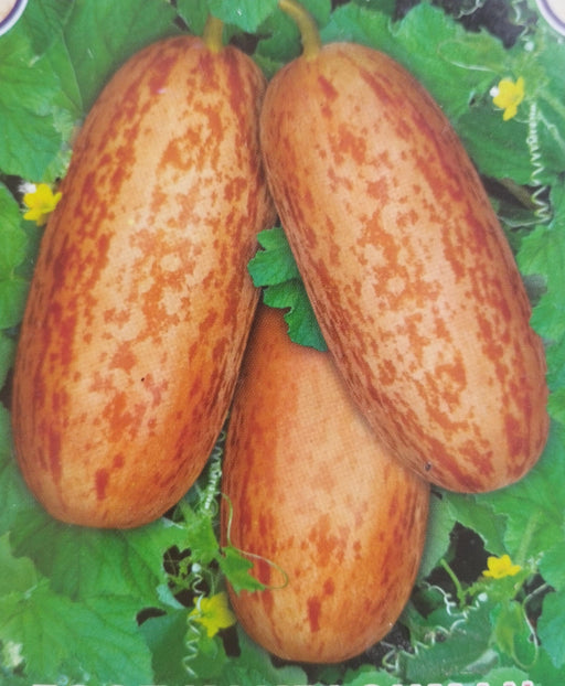 Foot Kachari/Kakri Long Quality Fruit Seeds (Garden Festival) - Farmers Stop
