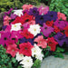 Petunia Nana Compacta Mix (Garden Festival) - Farmers Stop