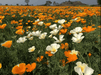 California Poppy - Eschscholtzia Mix (Garden Festival) - Farmers Stop