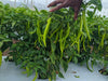 Balaram (5907) F1 Hybrid Chilli (United Genetics, USA) - Farmers Stop