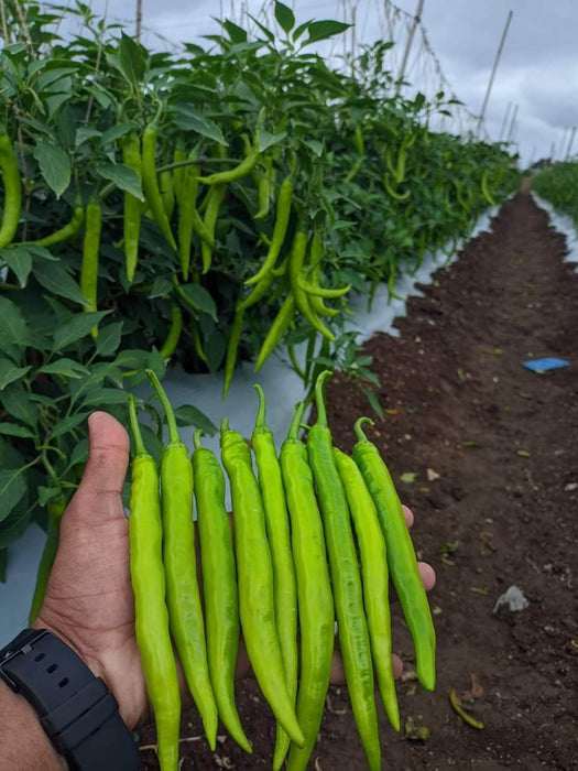 Balaram (5907) F1 Hybrid Chilli (United Genetics, USA) - Farmers Stop