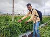 Balaram (5907) F1 Hybrid Chilli (United Genetics, USA) - Farmers Stop