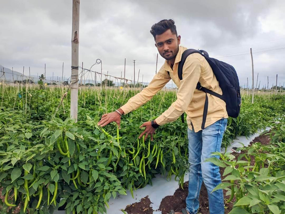 Balaram (5907) F1 Hybrid Chilli (United Genetics, USA) - Farmers Stop