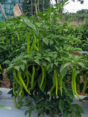Balaram (5907) F1 Hybrid Chilli (United Genetics, USA) - Farmers Stop