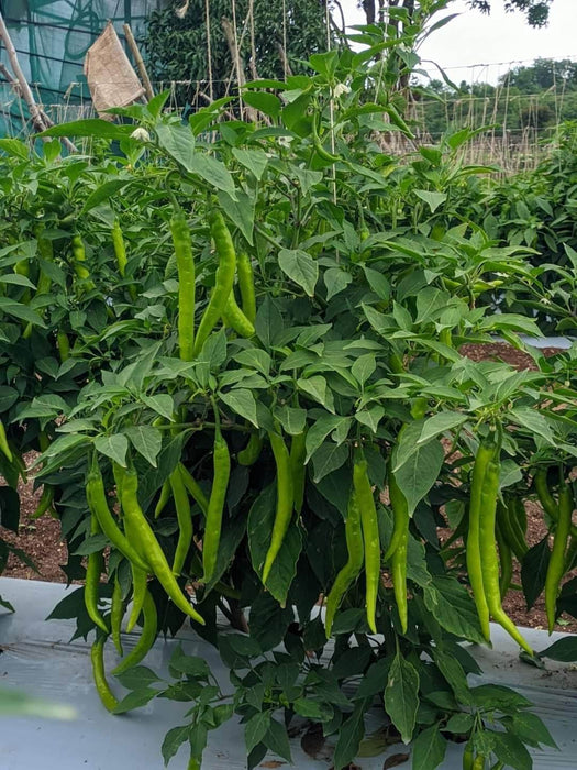 Balaram (5907) F1 Hybrid Chilli (United Genetics, USA) - Farmers Stop