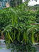 Balaram (5907) F1 Hybrid Chilli (United Genetics, USA) - Farmers Stop