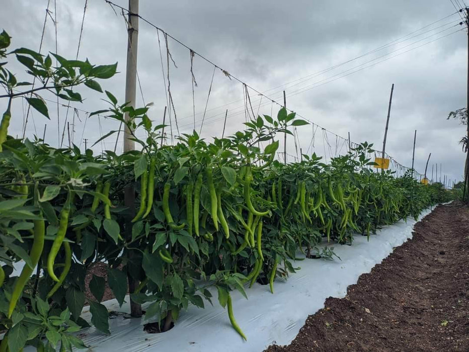 Balaram (5907) F1 Hybrid Chilli (United Genetics, USA) - Farmers Stop