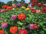 Zinnia Dahlia Flowered Mix (Garden Festival) - Farmers Stop