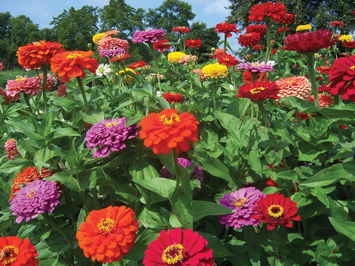 Zinnia Dahlia Flowered Mix (Garden Festival) - Farmers Stop