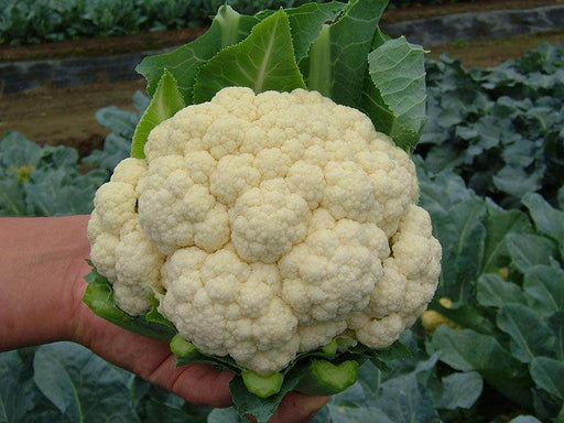 MIYUKI TSX-C35 F1 Hybrid Cauliflower (Tokita Seeds) - Farmers Stop