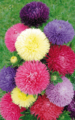 Aster Gala/Metador Mix Callistephus chinensis (Benary) - Farmers Stop