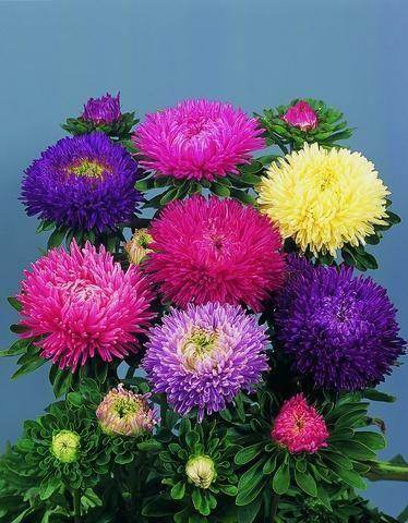 Aster Gala/Metador Mix Callistephus chinensis (Benary) - Farmers Stop