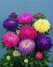 Aster Gala/Metador Mix Callistephus chinensis (Benary) - Farmers Stop