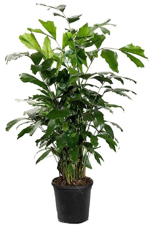 Fish Tail Palm Seeds - Farmers Stop