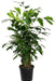 Fish Tail Palm Seeds - Farmers Stop