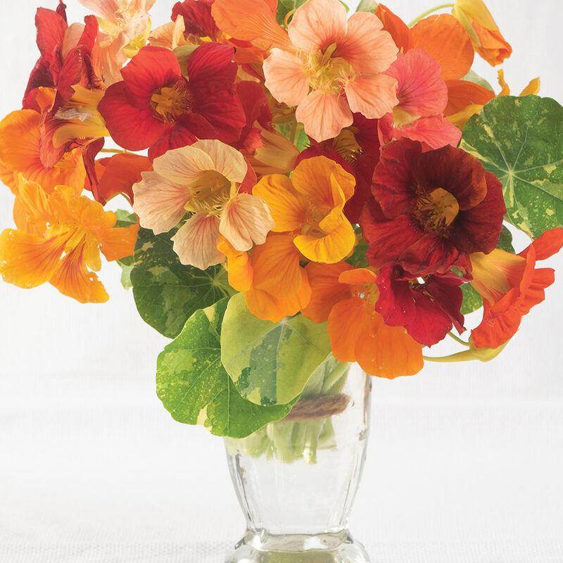 Alaska Mix Nasturtium (Garden Festival) - Farmers Stop