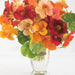 Alaska Mix Nasturtium (Garden Festival) - Farmers Stop