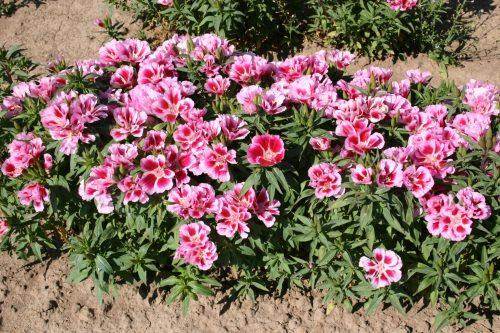 Godetia Azaleaflora Mix (Garden Festival's) - Farmers Stop