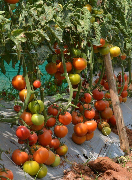 HILLTOM (TIR 1621) F1 Hybrid Tomato (Tropica Seeds) - Farmers Stop