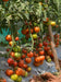 HILLTOM (TIR 1621) F1 Hybrid Tomato (Tropica Seeds) - Farmers Stop