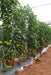 HILLTOM (TIR 1621) F1 Hybrid Tomato (Tropica Seeds) - Farmers Stop