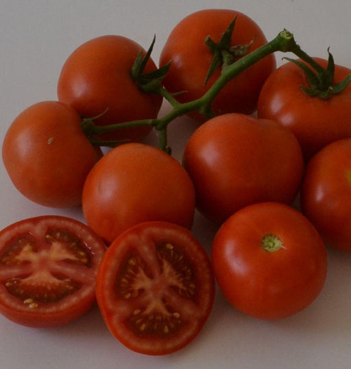 HILLTOM (TIR 1621) F1 Hybrid Tomato (Tropica Seeds) - Farmers Stop