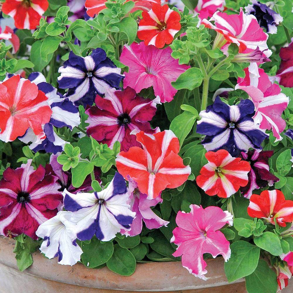 Petunia Marvel Star Mix (Garden Festival) - Farmers Stop