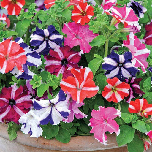 Petunia Marvel Star Mix (Garden Festival) - Farmers Stop